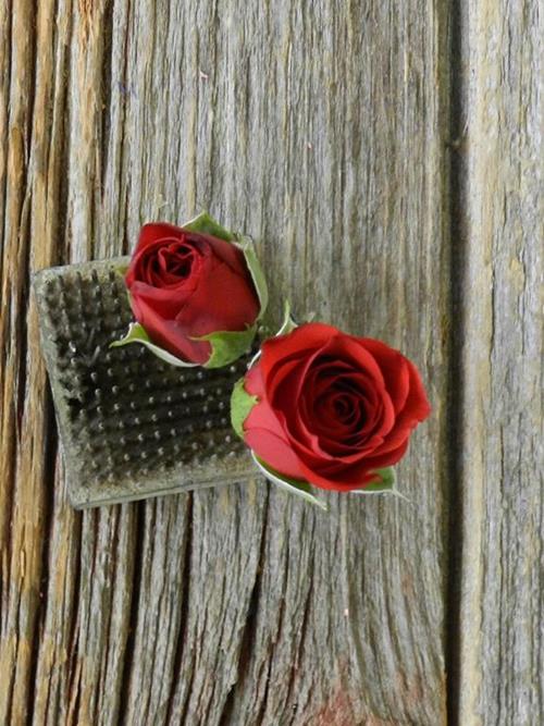 RED FIRE KING  RED SPRAY ROSES